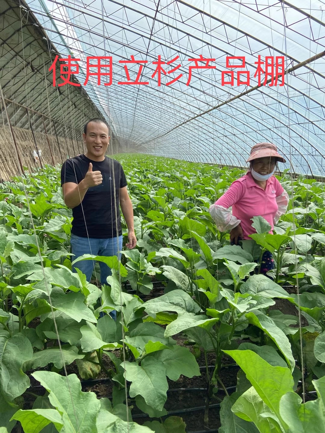 <a href=http://www.dafangzhonggong.com target=_blank class=infotextkey>上海立杉</a>水溶肥在北方暖棚茄子上的效果反饋2