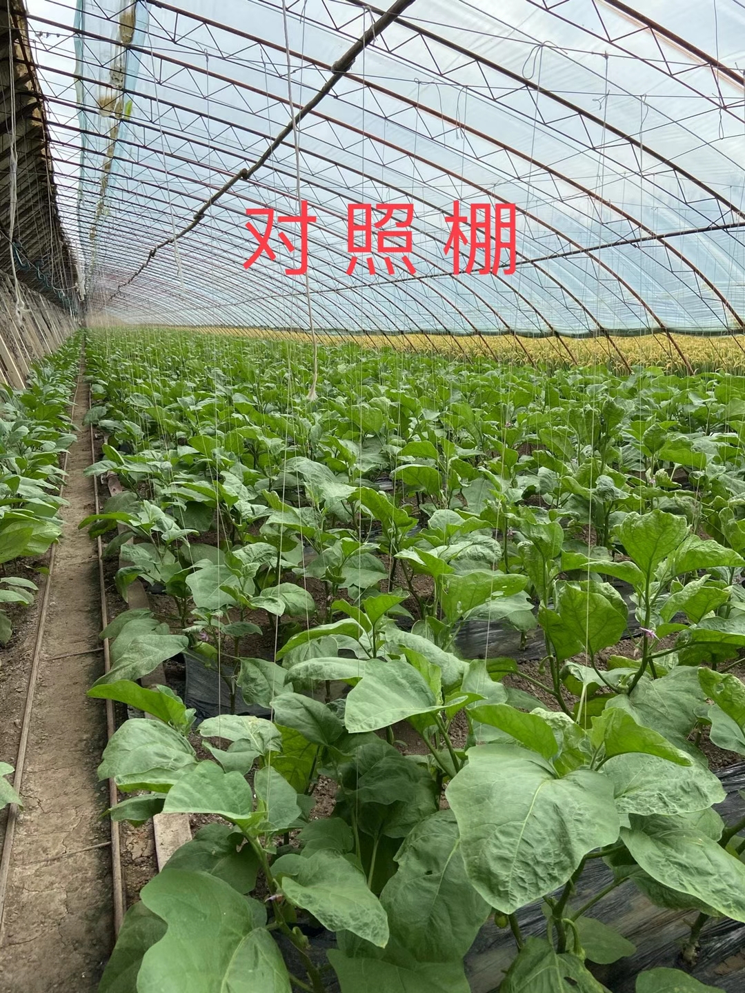 <a href=http://www.dafangzhonggong.com target=_blank class=infotextkey>上海立杉</a>水溶肥在北方暖棚茄子上的效果反饋3