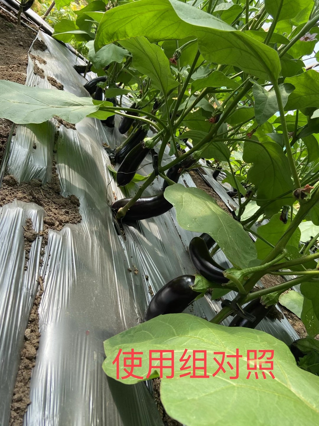<a href=http://www.dafangzhonggong.com target=_blank class=infotextkey>上海立杉</a>水溶肥在北方暖棚茄子上的效果反饋5