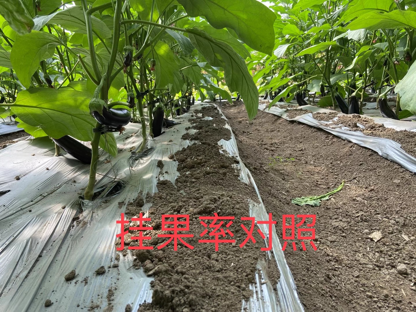 <a href=http://www.dafangzhonggong.com target=_blank class=infotextkey>上海立杉</a>水溶肥在北方暖棚茄子上的效果反饋4