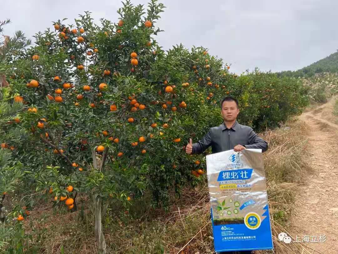 上海立杉炭基肥棵必壯助力廣西柑橘增產增收