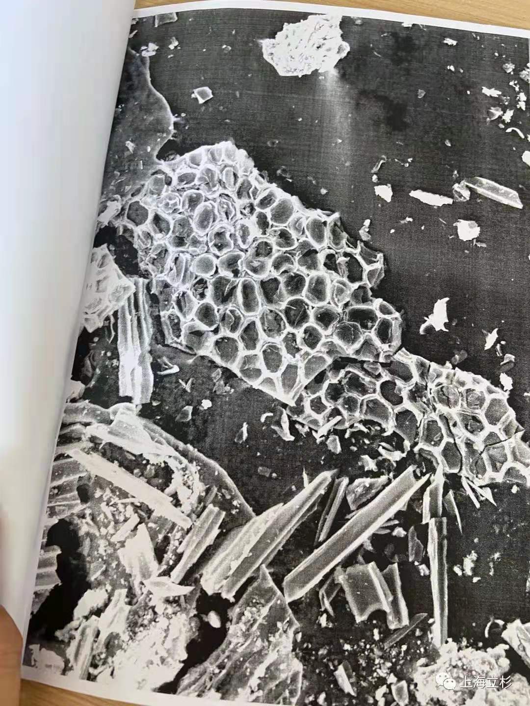 生物炭在顯微鏡下的狀態.jpg